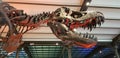 T-rex skeleton in a museum