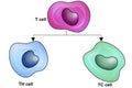 T types lymphoid cells with cytotoxic and helper t cell Royalty Free Stock Photo