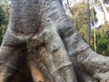 Silver Tree Trunk- Ta Nei temple, Angkor Wat, Cambodia