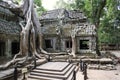 Ta Prohm Angkor