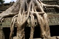 Ta Prohm Angkor