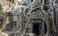 Ta Prohm Royalty Free Stock Photo