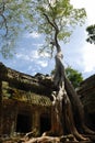 Ta Prohm, Angkor Wat, Cambodia Royalty Free Stock Photo