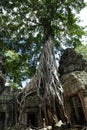 Ta Prohm, Angkor Wat, Cambodia Royalty Free Stock Photo