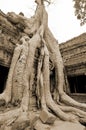 Ta Prohm is the modern name of a temple originally called Rajavihara. East of Angkor Thom