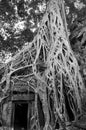 Ta Prohm is the modern name of a temple originally called Rajavihara.