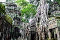 Ta Prohm Royalty Free Stock Photo
