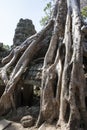 Ta Prohm. Siem Reap. Cambodia Royalty Free Stock Photo