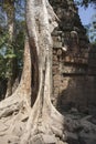 Ta Prohm. Siem Reap. Cambodia Royalty Free Stock Photo