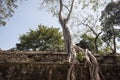 Ta Prohm. Siem Reap. Cambodia