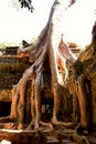 Ta Prohm temple,Angkor Royalty Free Stock Photo