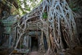 Ta Prohm Temple, Angkor, Cambodia Royalty Free Stock Photo