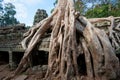 Ta Prohm Temple, Angkor, Cambodia Royalty Free Stock Photo