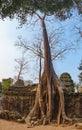 Ta Prohm Temple in Angkor Complex, Cambodia