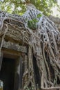 Ta Prohm temple at Angkor Wat complex, Siem Reap, Cambodia Royalty Free Stock Photo