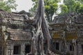 Ta Prohm temple at Angkor Wat complex, Siem Reap, Cambodia Royalty Free Stock Photo