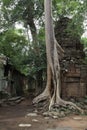 Ta Prohm Temple in AngKor Wat Royalty Free Stock Photo