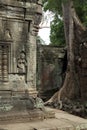 Ta Prohm Temple in AngKor Wat Royalty Free Stock Photo