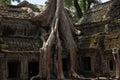 Ta Prohm Temple in AngKor Wat Royalty Free Stock Photo