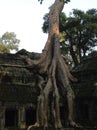 Ta Prohm Temple, Angkor Wat Royalty Free Stock Photo