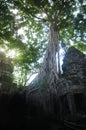 Ta prohm temple covered in tree roots Angkor Wat Cambodia