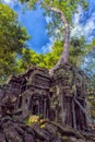 Ta Prohm temple with giant banyan tree at sunset.