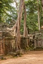 Ta Prohm the temple ruins overgrown with trees at Angkor, Siem Royalty Free Stock Photo