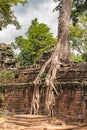 Ta Prohm the temple ruins overgrown with trees at Angkor, Siem Royalty Free Stock Photo