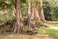 Ta Prohm the temple ruins overgrown with trees at Angkor, Siem Royalty Free Stock Photo