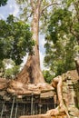 Ta Prohm the temple ruins overgrown with trees at Angkor, Siem Royalty Free Stock Photo