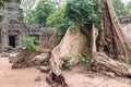 Ta Prohm the temple ruins overgrown with trees at Angkor, Siem Royalty Free Stock Photo