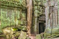 Ta Prohm the temple ruins overgrown with trees at Angkor, Siem Royalty Free Stock Photo