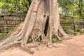 Ta Prohm the temple ruins overgrown with trees at Angkor, Siem Royalty Free Stock Photo