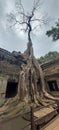 ta prohm temple Seam Reap Camboja Royalty Free Stock Photo