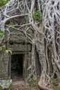 Ta Prohm temple Siem Reap, Angkor Wat, Cambodia