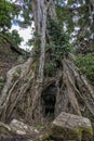 Ta Prohm temple Siem Reap, Angkor Wat, Cambodia