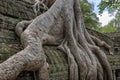 Ta Prohm temple Siem Reap, Angkor Wat, Cambodia