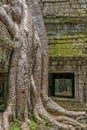 Ta Prohm temple Siem Reap, Angkor Wat, Cambodia