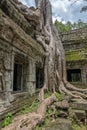 Ta Prohm temple Siem Reap, Angkor Wat, Cambodia