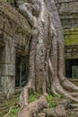 Ta Prohm temple Siem Reap, Angkor Wat, Cambodia