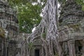 Ta Prohm temple Siem Reap, Angkor Wat, Cambodia