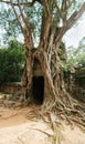 Ta Som temple. Ancient Khmer architecture under the giant roots of a tree at Angkor Wat complex, Siem Reap, Cambodia Royalty Free Stock Photo