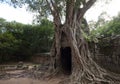 Ta Som temple. Ancient Khmer architecture under the giant roots of a tree at Angkor Wat complex, Siem Reap, Cambodia Royalty Free Stock Photo