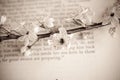 Spring twig with white apple blossoms on the book Royalty Free Stock Photo