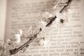 Spring twig with white apple blossoms on the book Royalty Free Stock Photo