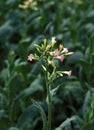 TABAC nicotiana tabacum Royalty Free Stock Photo