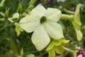 Tabaco green flower in summer garden