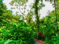 Tabacon Hot Springs River at Arenal Volcano Royalty Free Stock Photo