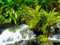 Tabacon Hot Springs River at Arenal Volcano Royalty Free Stock Photo