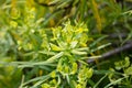 Tabaiba salvaje is a shrub endemic of Canary Islands